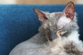 Cute sphynx cat sleeping on the sofa Royalty Free Stock Photo