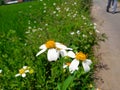 Lazy Daisy Cammomile on the street Royalty Free Stock Photo