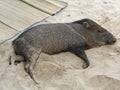 The Lazy Danta in Tortuga Island, Costa Rica Royalty Free Stock Photo