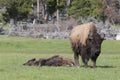Lazy day for buffalos