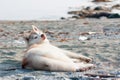 Lazy day on the shore of Okhotsk sea. Portrait of Lying Siberian husky looking at the camera