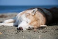 Lazy day of sweet beige dog on the shore ofthe sea. Portrait of sleeping dog breed Siberian husky