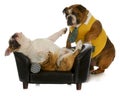 Lazy dog Royalty Free Stock Photo