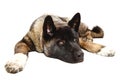 Lazy dog Royalty Free Stock Photo