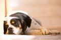 Lazy dog Royalty Free Stock Photo