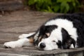 Lazy dog days of summer Royalty Free Stock Photo