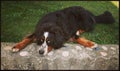 Lazy dog Royalty Free Stock Photo