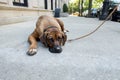 Lazy stubborn English Mastiff pet lies down on New York City side walk and the dog won`t get up to do his daily walk city yellow c