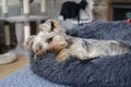 Lazy dog lying down in bed Royalty Free Stock Photo