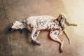 A lazy dog is lying and waiting for food on the cement floor, Concept Lazy people don`t want to work like a dog Royalty Free Stock Photo