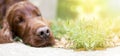 Lazy dog nose Royalty Free Stock Photo