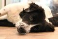 Lazy Dog Royalty Free Stock Photo
