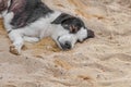 Lazy dog relaxing and sleeping on sand beach Royalty Free Stock Photo