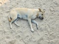 Lazy dog relaxing and sleeping on sand beach Royalty Free Stock Photo