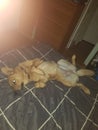 Lazy dog. Sabu Royalty Free Stock Photo