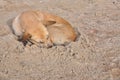 Lazy dog and sleeping on sand beach Royalty Free Stock Photo