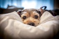 Lazy dog Snuggled in Owners Bed Royalty Free Stock Photo