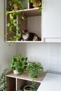 Lazy domestic cat rests on shelf of kitchen wall cabinet near green pot-plants with lush leaves