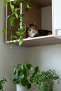Lazy domestic cat rests on shelf of kitchen wall cabinet near green pot-plants with lush leaves
