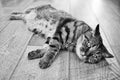 Lazy domestic tabby grey cat relaxing on wooden flor. Serious cat face portrait. Royalty Free Stock Photo