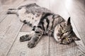 Lazy domestic tabby grey cat relaxing on wooden flor. Serious cat face portrait. Royalty Free Stock Photo