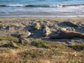 Elephant Seals Mirounga Sunbathing On Beach