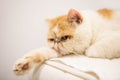lazy Exotic shorthair cat on bed Royalty Free Stock Photo