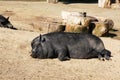 Lazy fat pig sleeping in the sun Royalty Free Stock Photo
