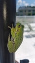 A lazy frog relaxing by the pool on a hot day Royalty Free Stock Photo