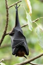 Lazy fruit bat hanging on branch while day resting under tree bush, horror mystery animal in nature