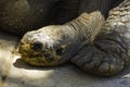 Lazy Galapagos Tortoise