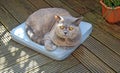 Lazy garden cat on cushion