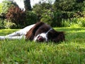 Lazy Garden Springer Spaniel