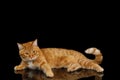 Gorgeous Ginger Cat on Isolated Black background Royalty Free Stock Photo