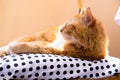 Lazy ginger cat relaxing at home laying on cozy pillow