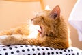 Lazy ginger cat relaxing at home laying on cozy pillow and yawning