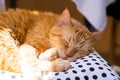 Lazy ginger cat sleeping at home on cozy pillow