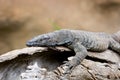 Lazy Goanna Royalty Free Stock Photo