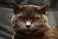 Lazy grey beauty british shorthair cat on cozy sofa.