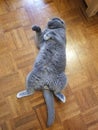 A Lazy Grey Cat