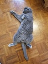 A Lazy Grey Cat