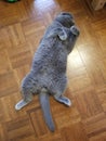 A Lazy Grey Cat