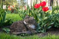 A lazy grey cat, relaxing in a flower bed between bright blooming tulips.