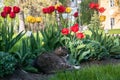 A lazy grey cat, relaxing in a flower bed between bright blooming tulips.