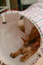 Lazy grey and white tabby cat peacefully snoozing while resting in a cat tunnel, lying on the ground