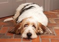 Lazy Hound Dog Laying on Brick Floor