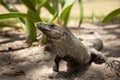 Lazy iguana Royalty Free Stock Photo