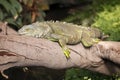 Lazy iguana rests on tree branch