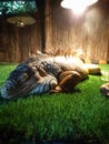 Lazy iguana