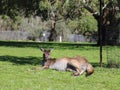 Lazy kangaroo